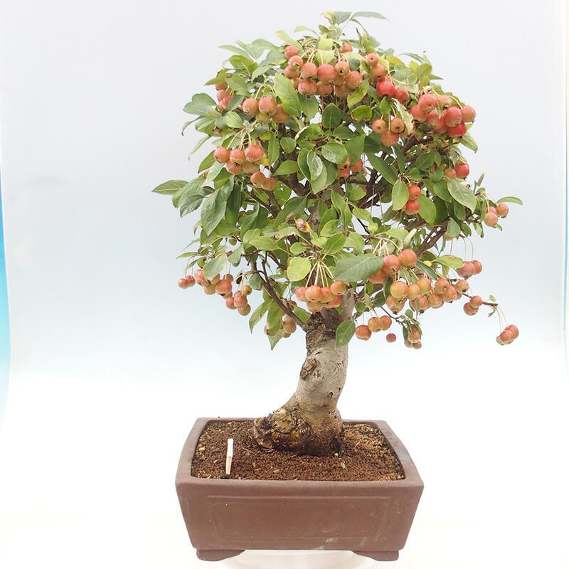 Bonsai plenerowe - Malus Halliana - Jabłoń drobnoowocowa