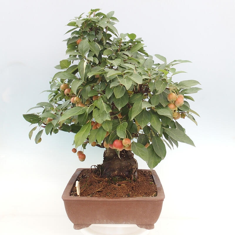 Bonsai plenerowe - Malus Halliana - Jabłoń drobnoowocowa