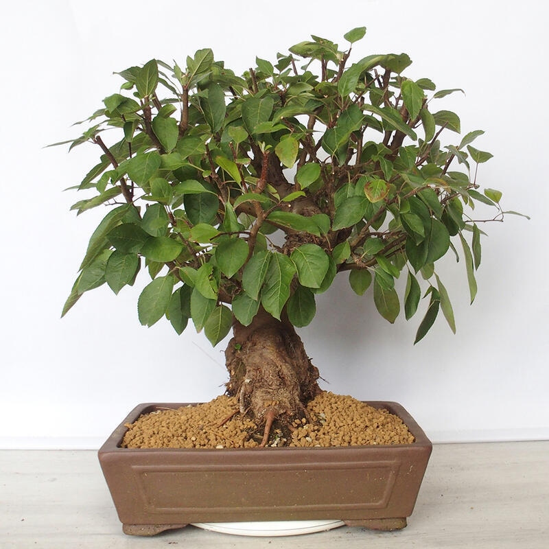 Outdoor bonsai -Malus Halliana - owocach jabłoni