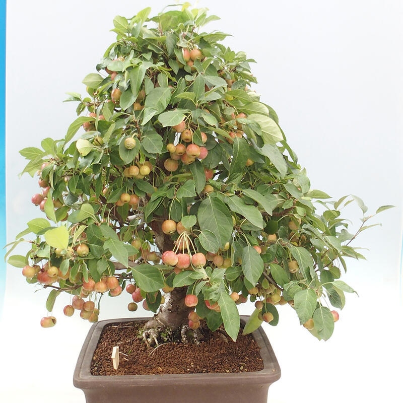 Bonsai plenerowe - Malus Halliana - Jabłoń drobnoowocowa