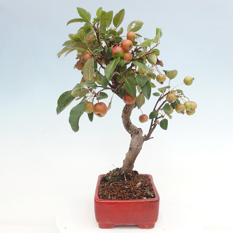 Bonsai plenerowe - Malus Halliana - Jabłoń drobnoowocowa