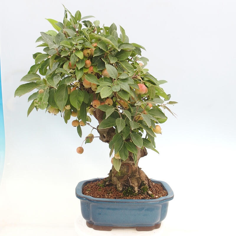 Bonsai plenerowe - Malus Halliana - Jabłoń drobnoowocowa