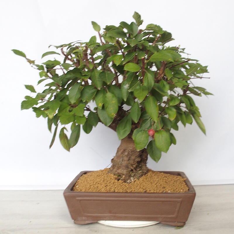 Outdoor bonsai -Malus Halliana - owocach jabłoni