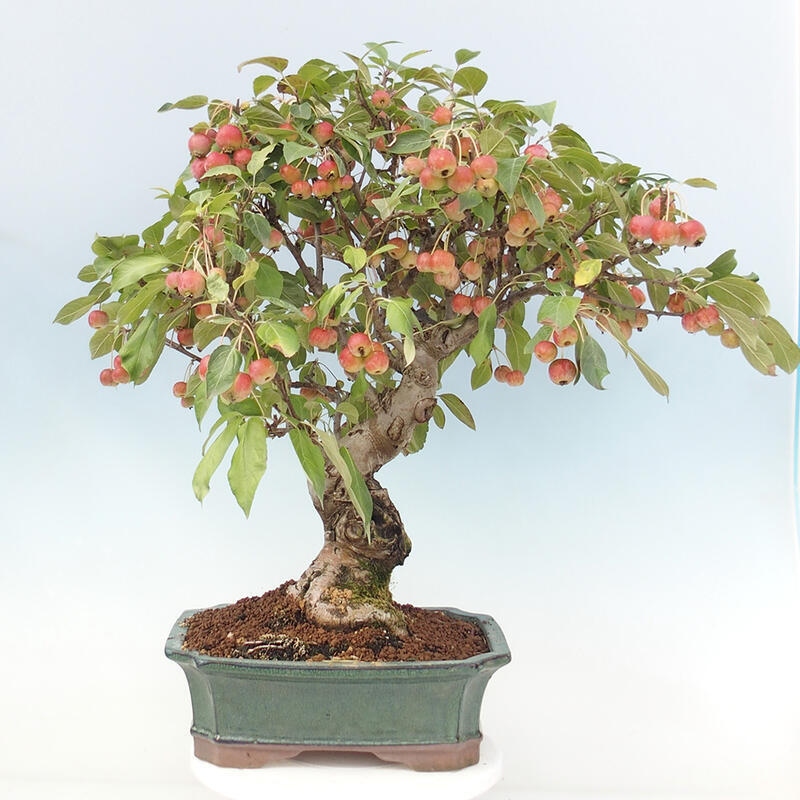 Bonsai plenerowe - Malus Halliana - Jabłoń drobnoowocowa