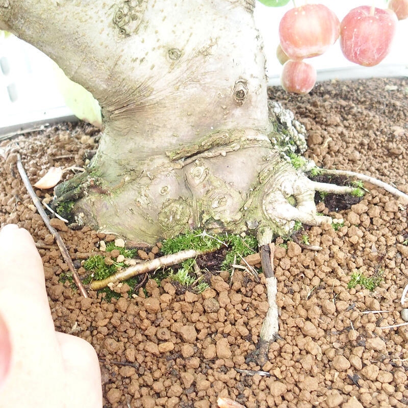 Bonsai plenerowe - Malus Halliana - Jabłoń drobnoowocowa