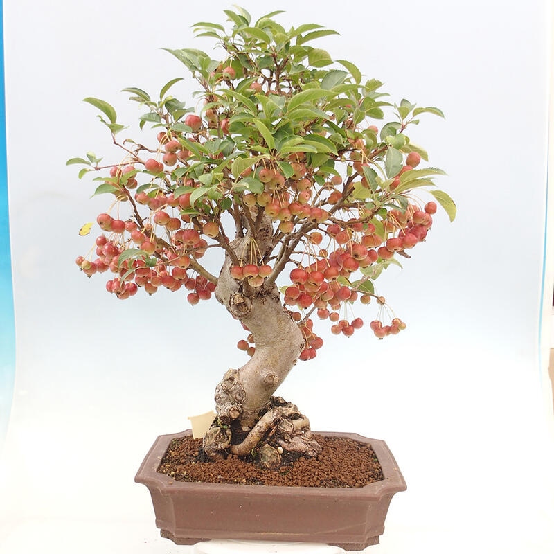 Bonsai plenerowe - Malus Halliana - Jabłoń drobnoowocowa