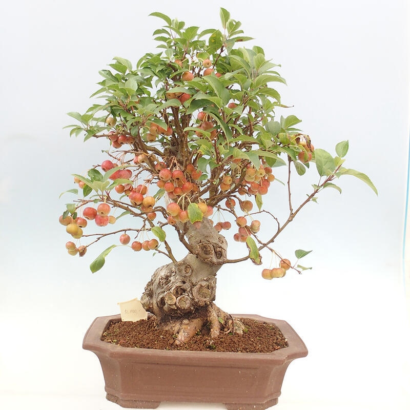 Bonsai plenerowe - Malus Halliana - Jabłoń drobnoowocowa