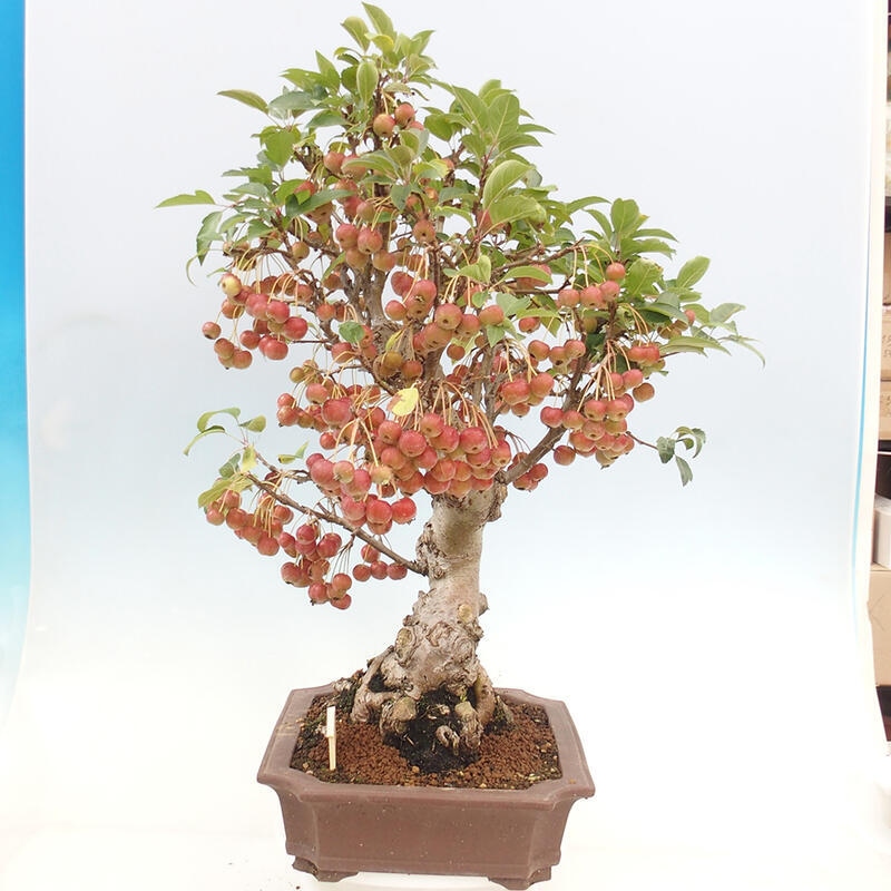 Bonsai plenerowe - Malus Halliana - Jabłoń drobnoowocowa