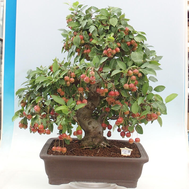 Bonsai plenerowe - Malus Halliana - Jabłoń drobnoowocowa