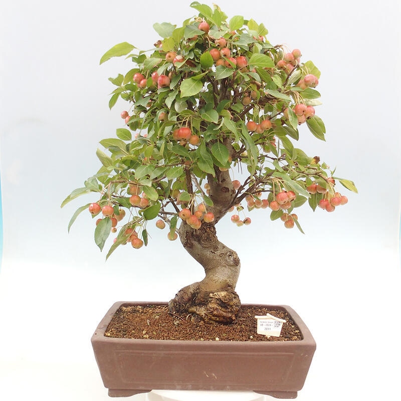 Bonsai plenerowe - Malus Halliana - Jabłoń drobnoowocowa