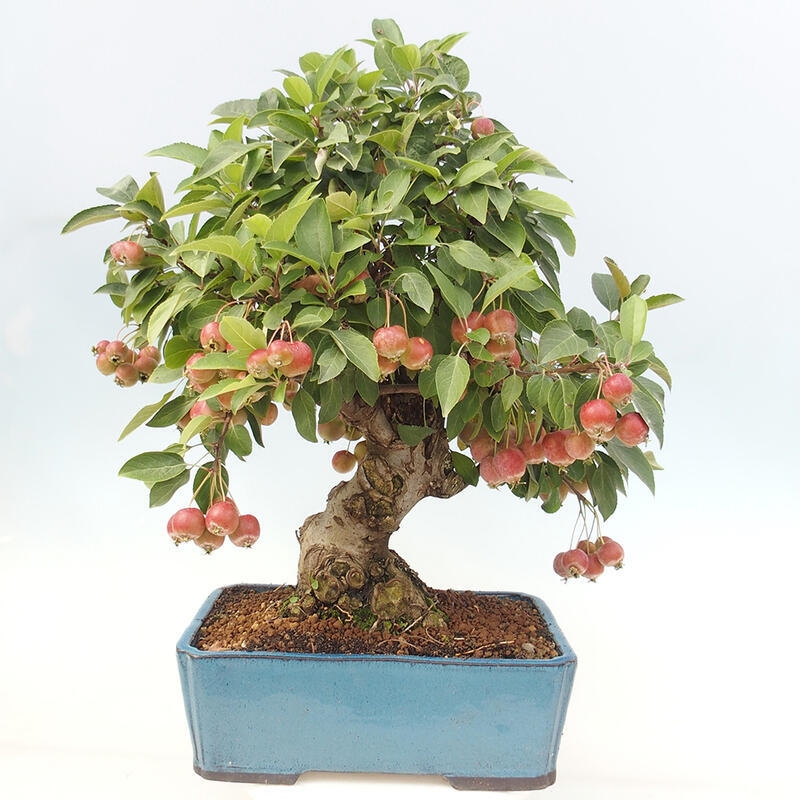 Bonsai plenerowe - Malus Halliana - Jabłoń drobnoowocowa