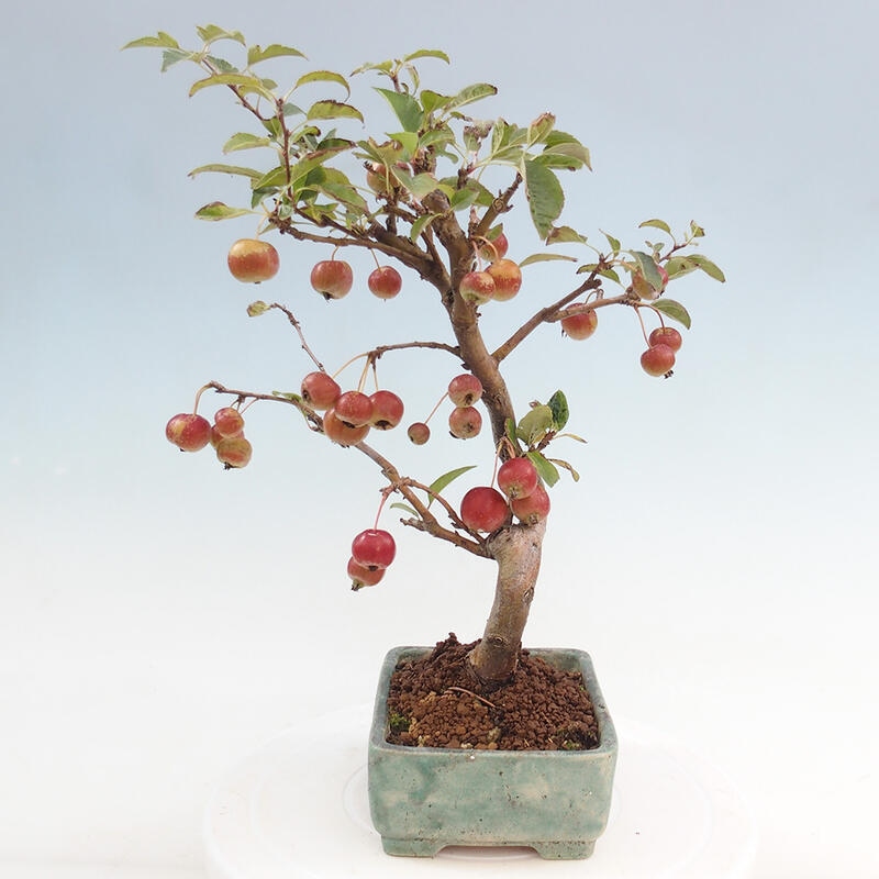 Bonsai plenerowe - Malus Halliana - Jabłoń drobnoowocowa