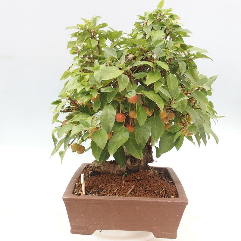 Bonsai plenerowe - Malus Halliana - Jabłoń drobnoowocowa