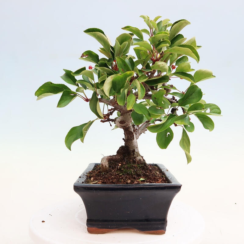 Outdoor bonsai - Malus sargentii - Drobnoowocowa jabłoń