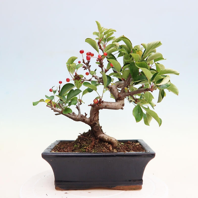 Outdoor bonsai - Malus sargentii - Drobnoowocowa jabłoń