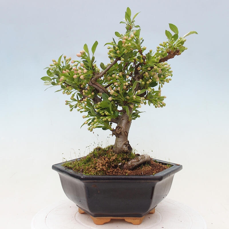 Outdoor bonsai - Malus sargentii - Drobnoowocowa jabłoń