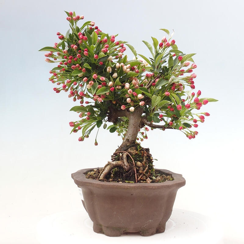 Bonsai plenerowe - Malus sargentii - Jabłoń drobnoowocowa