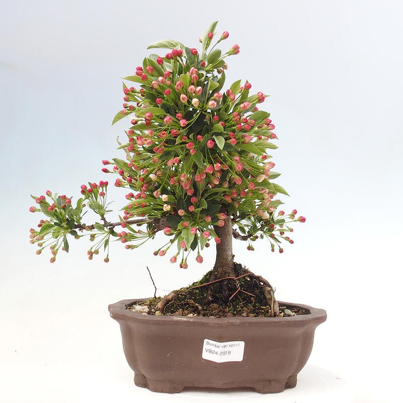 Bonsai plenerowe - Malus sargentii - Jabłoń drobnoowocowa