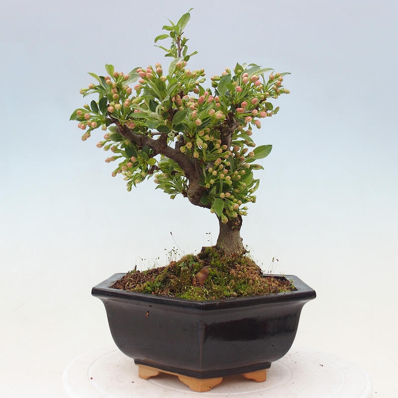 Outdoor bonsai - Malus sargentii - Drobnoowocowa jabłoń