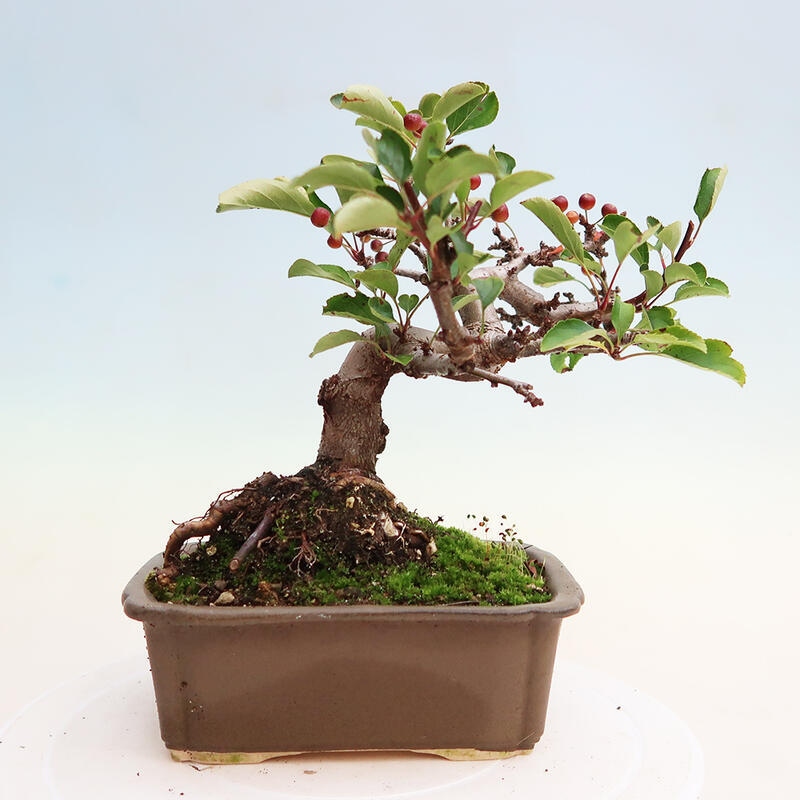 Outdoor bonsai - Malus sargentii - Drobnoowocowa jabłoń