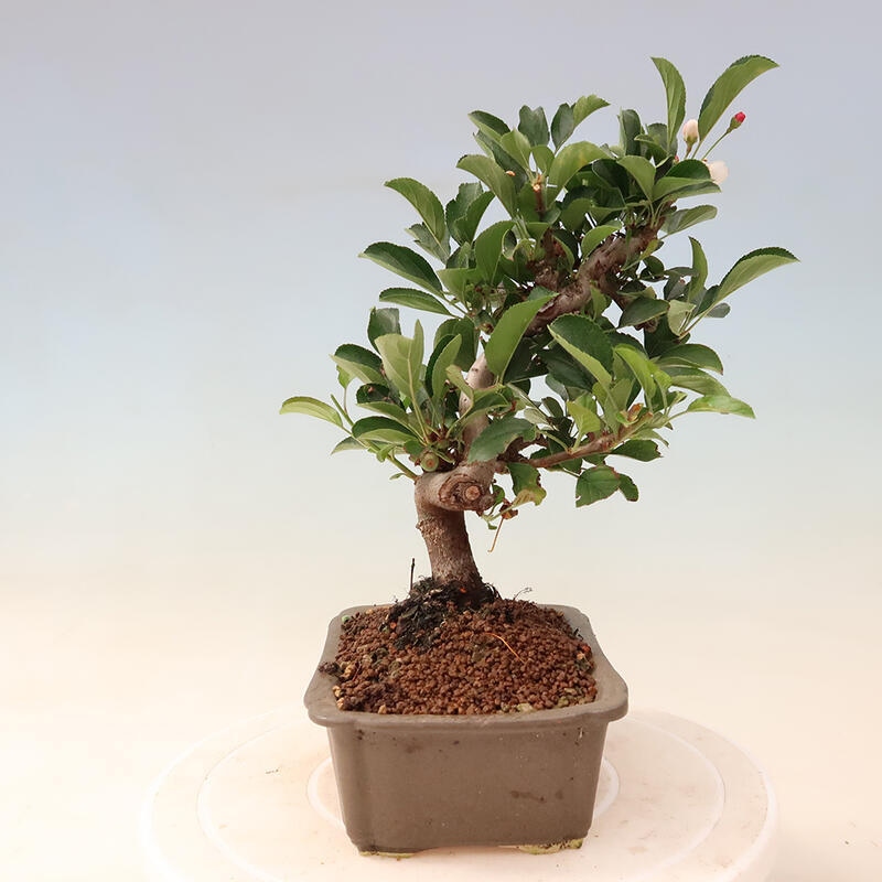 Outdoor bonsai - Malus sargentii - Drobnoowocowa jabłoń