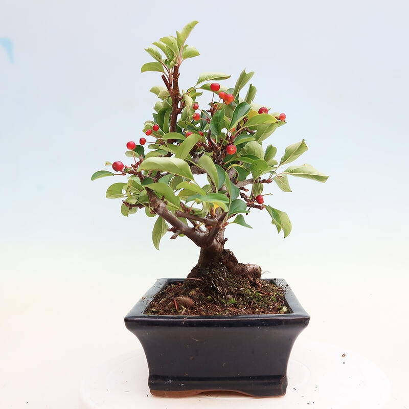 Outdoor bonsai - Malus sargentii - Drobnoowocowa jabłoń