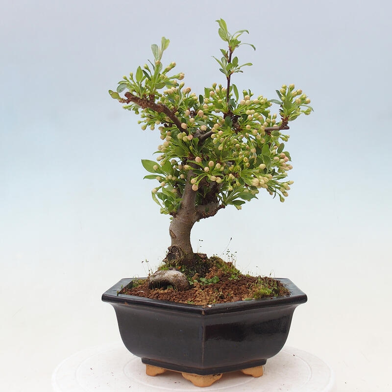 Outdoor bonsai - Malus sargentii - Drobnoowocowa jabłoń