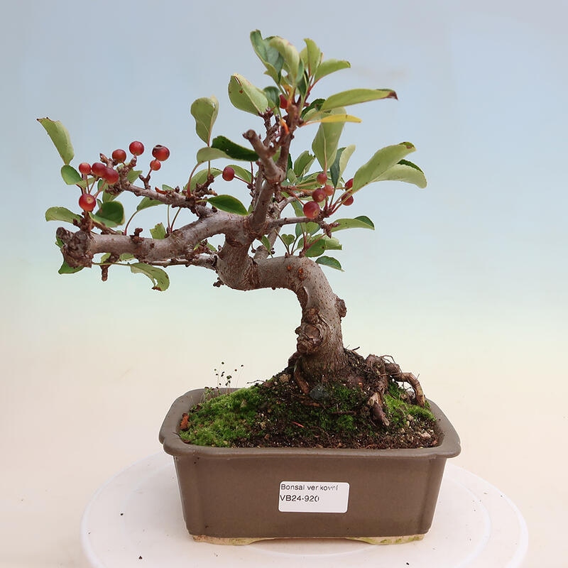 Outdoor bonsai - Malus sargentii - Drobnoowocowa jabłoń