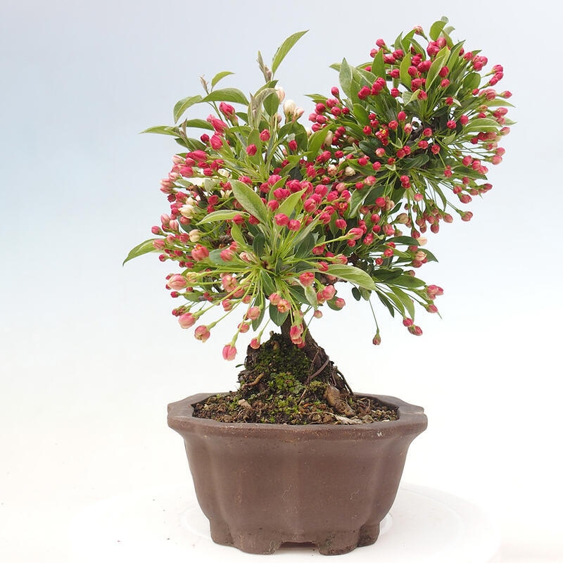 Bonsai plenerowe - Malus sargentii - Jabłoń drobnoowocowa