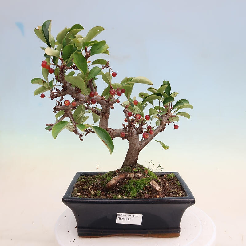 Outdoor bonsai - Malus sargentii - Drobnoowocowa jabłoń