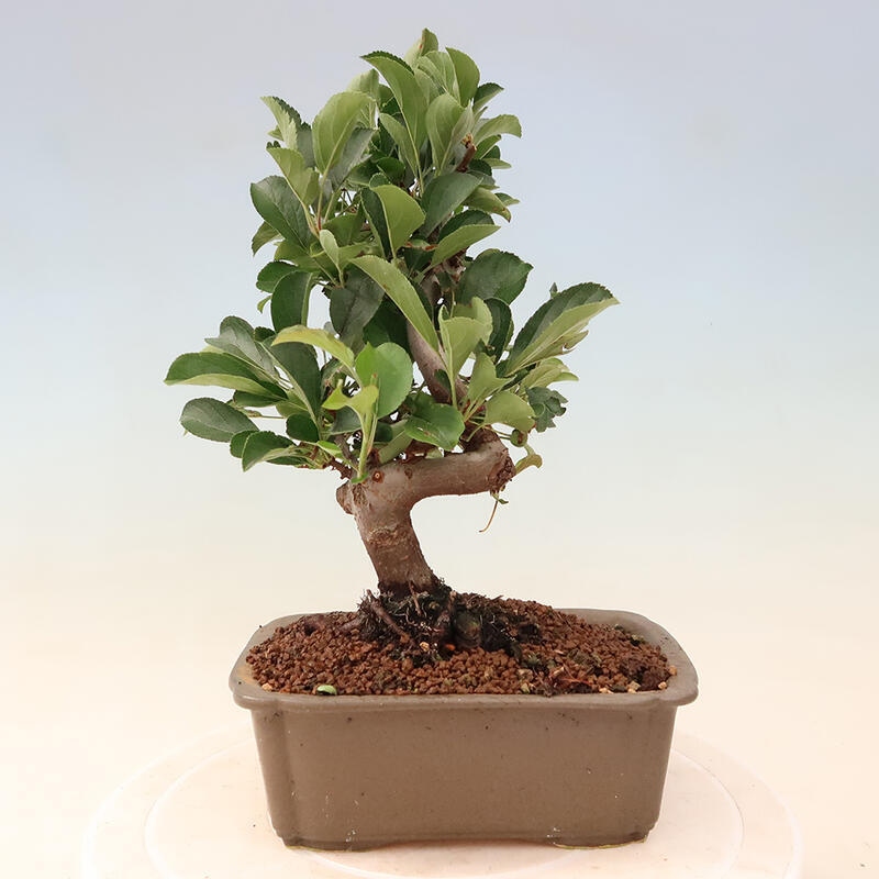 Outdoor bonsai - Malus sargentii - Drobnoowocowa jabłoń