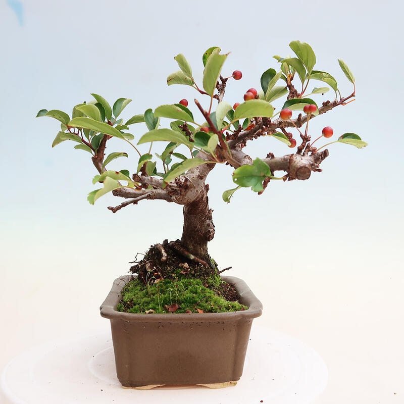 Outdoor bonsai - Malus sargentii - Drobnoowocowa jabłoń