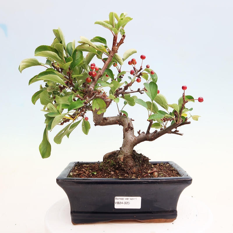 Outdoor bonsai - Malus sargentii - Drobnoowocowa jabłoń