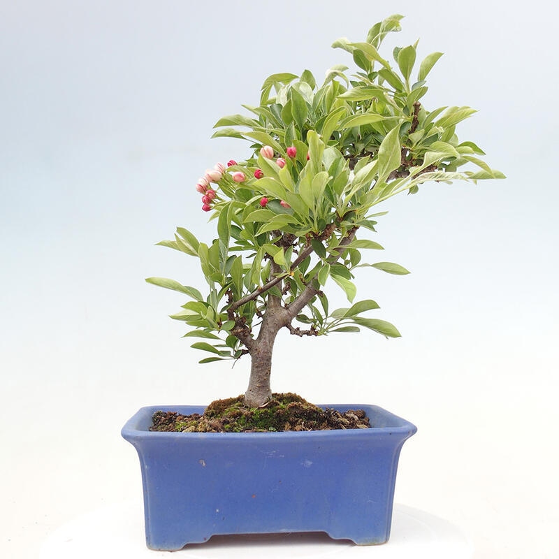 Bonsai plenerowe - Malus sargentii - Jabłoń drobnoowocowa