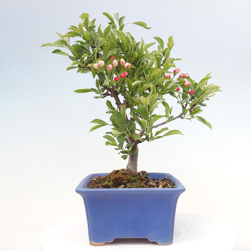 Bonsai plenerowe - Malus sargentii - Jabłoń drobnoowocowa