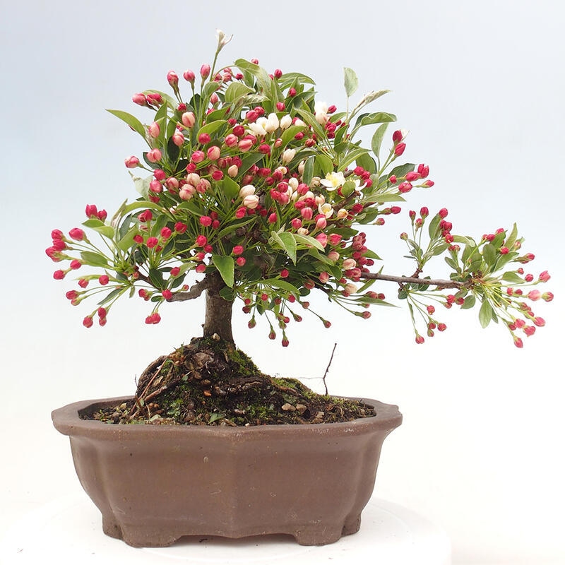 Bonsai plenerowe - Malus sargentii - Jabłoń drobnoowocowa