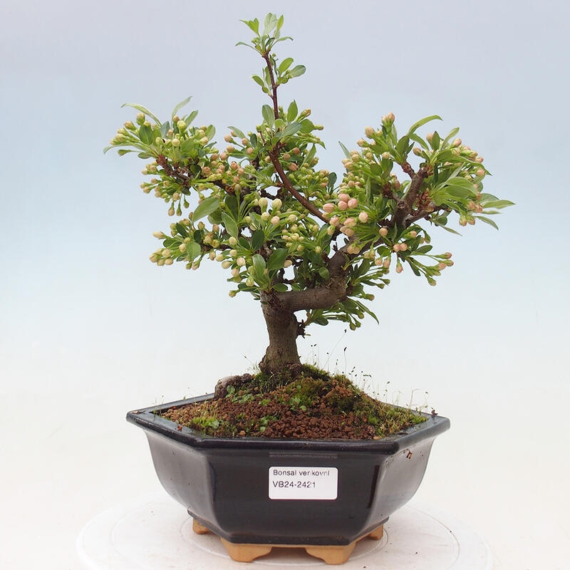 Outdoor bonsai - Malus sargentii - Drobnoowocowa jabłoń