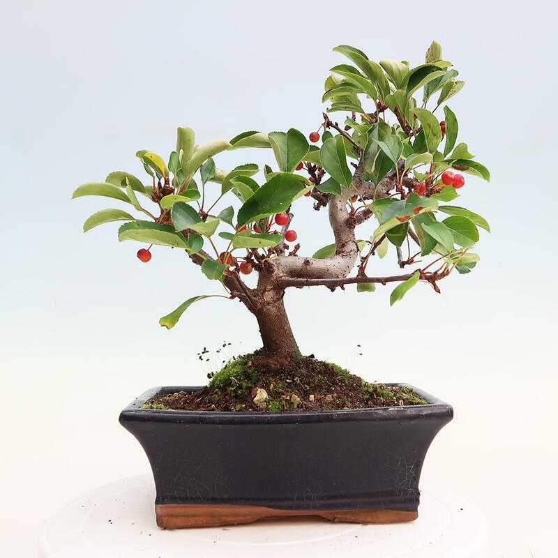 Outdoor bonsai - Malus sargentii - Drobnoowocowa jabłoń