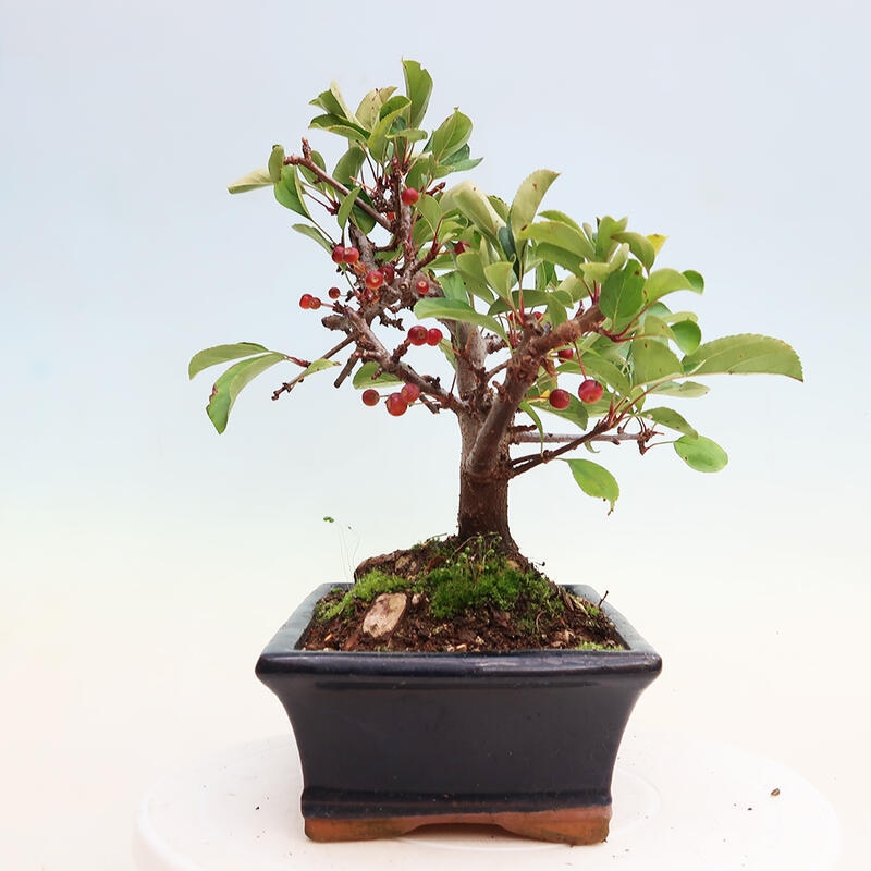 Outdoor bonsai - Malus sargentii - Drobnoowocowa jabłoń