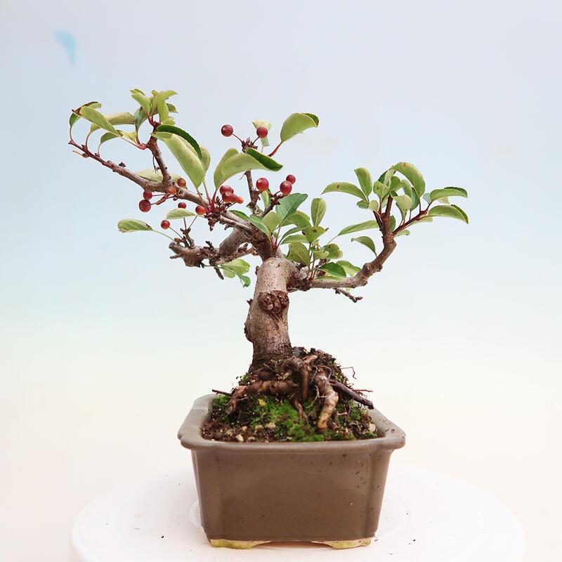 Outdoor bonsai - Malus sargentii - Drobnoowocowa jabłoń