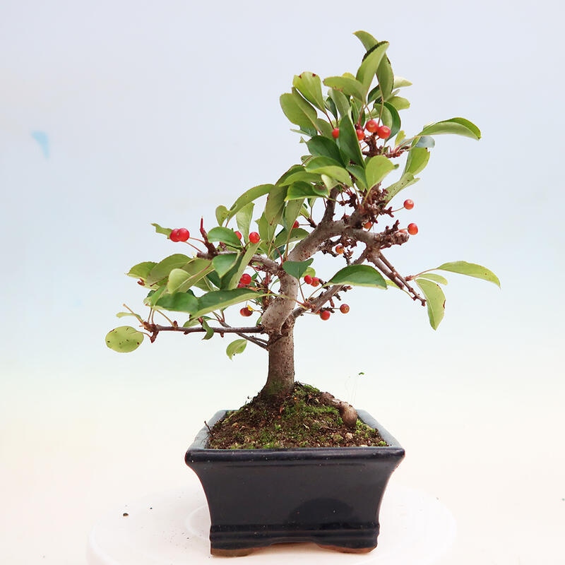 Outdoor bonsai - Malus sargentii - Drobnoowocowa jabłoń