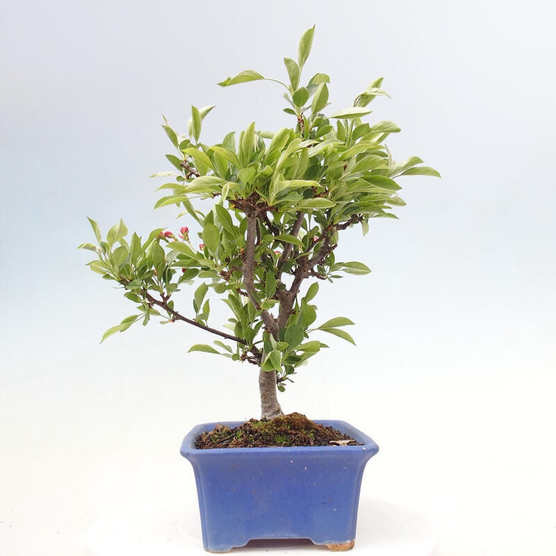 Bonsai plenerowe - Malus sargentii - Jabłoń drobnoowocowa