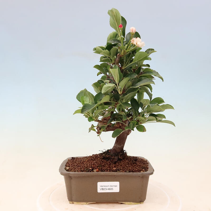 Outdoor bonsai - Malus sargentii - Drobnoowocowa jabłoń