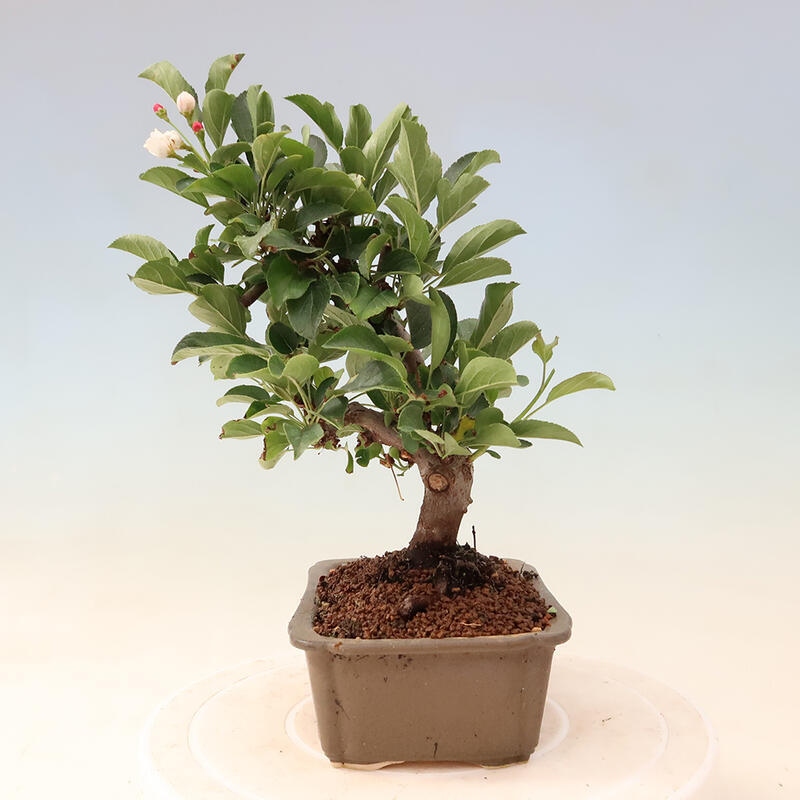 Outdoor bonsai - Malus sargentii - Drobnoowocowa jabłoń