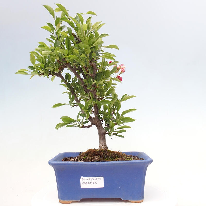 Bonsai plenerowe - Malus sargentii - Jabłoń drobnoowocowa