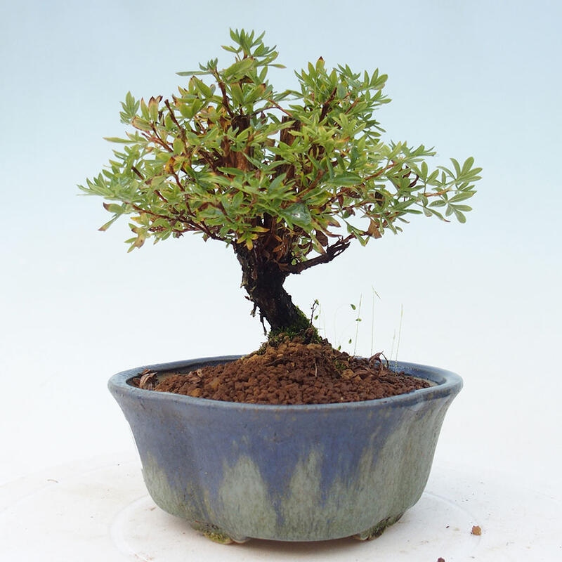 Outdoor bonsai-Pięciolistnik - Potentila fruticosa żółty Ptak