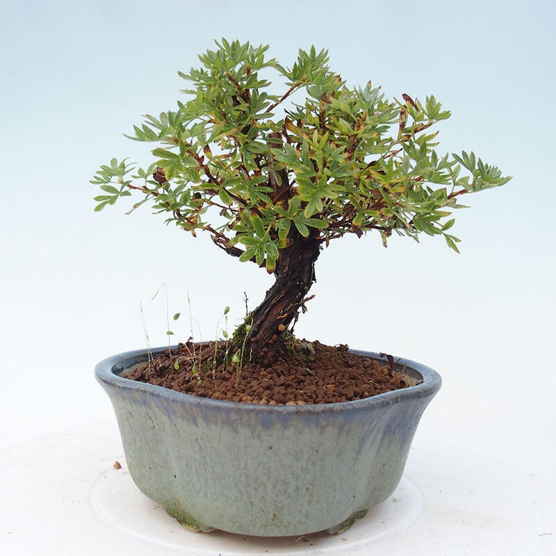 Outdoor bonsai-Pięciolistnik - Potentila fruticosa żółty Ptak