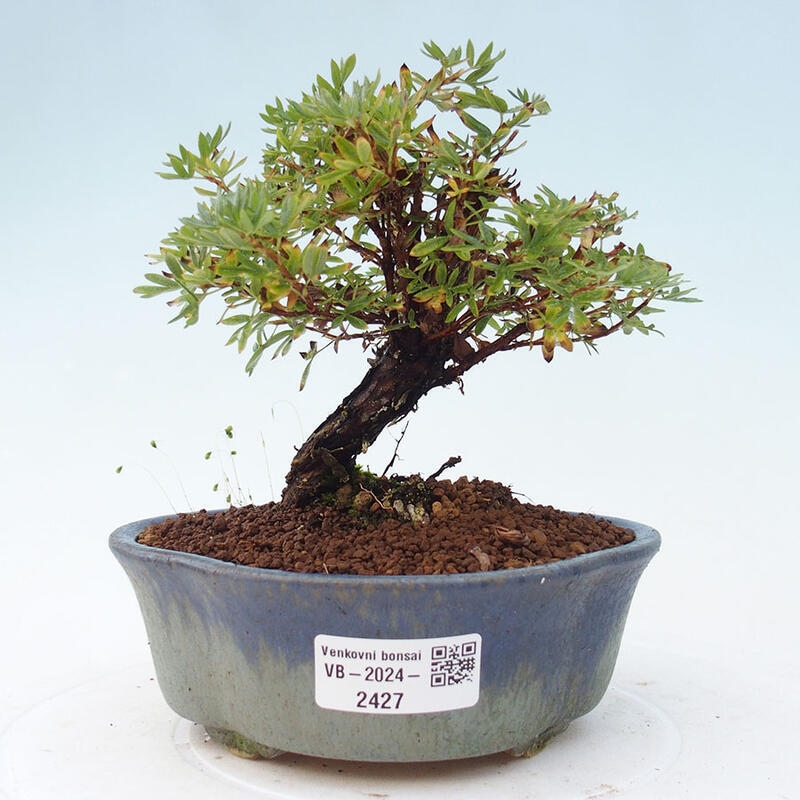 Outdoor bonsai-Pięciolistnik - Potentila fruticosa żółty Ptak