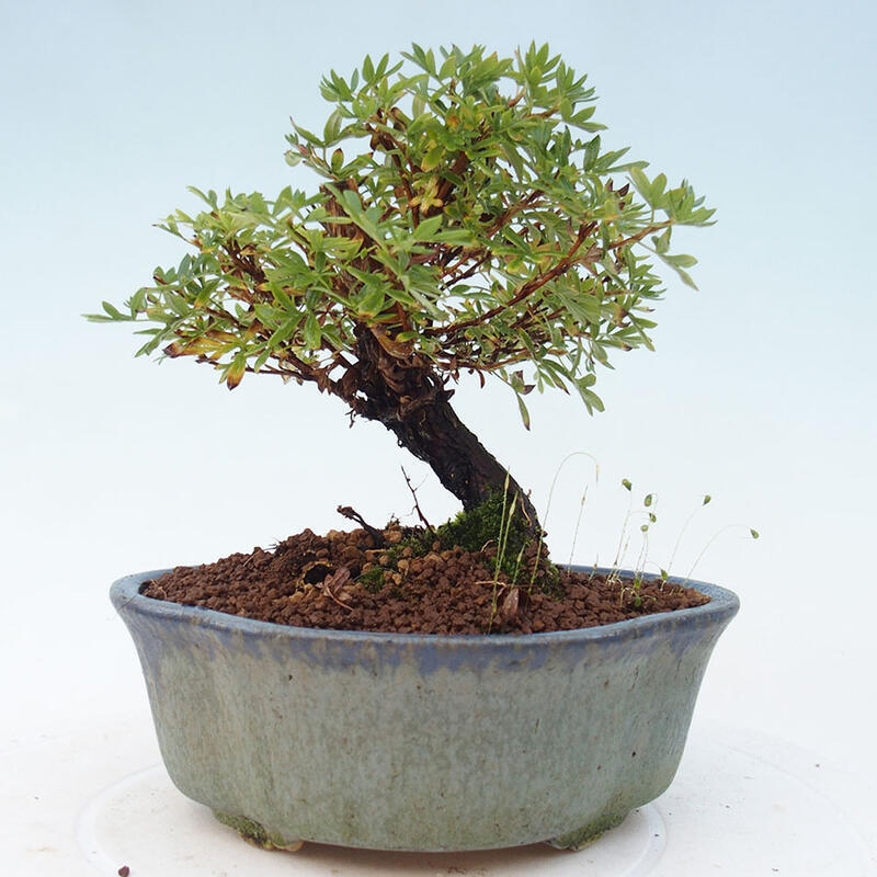 Outdoor bonsai-Pięciolistnik - Potentila fruticosa żółty Ptak