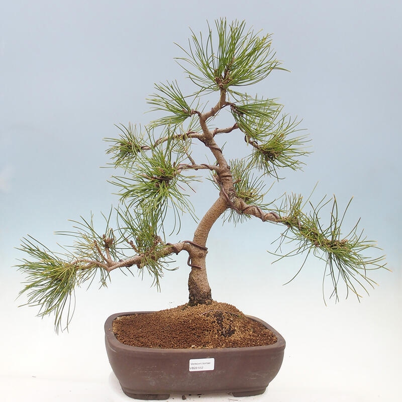 Bonsai ogrodowe - Pinus mugo - Sosna Klęcząca